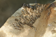 Sericostomatidae