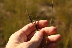 Schoenus calostachyus