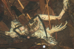 Macrobrachium laevis