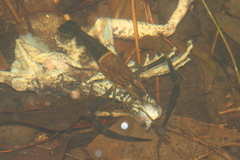 Macrobrachium laevis