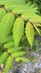 Ailanthus altissima