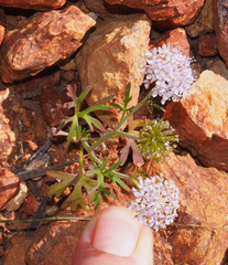 Trachymene cyanantha