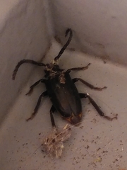 Prionus insularis insularis