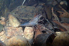 Macrobrachium laevis