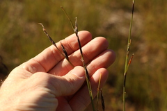 Schoenus calostachyus