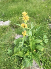 Gentiana