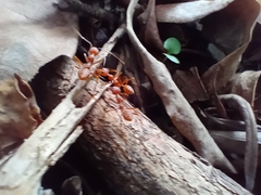 Oecophylla smaragdina