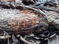 Oecophylla smaragdina