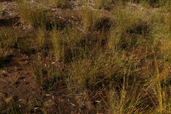 Schoenus calostachyus