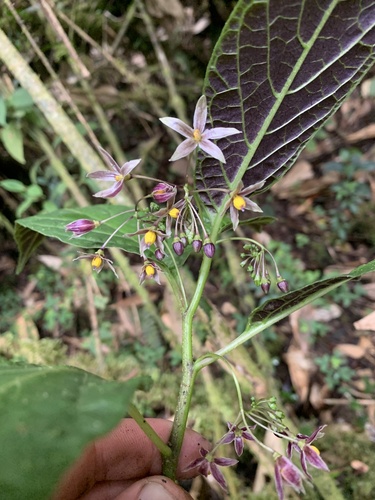 Solanum incurvum