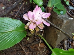 Curcuma aromatica