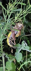 Psorodonotus