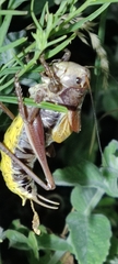 Psorodonotus