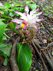 Curcuma aromatica