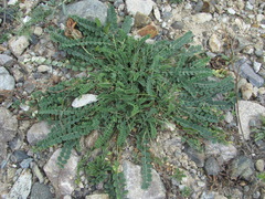 Astragalus buschiorum