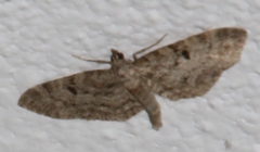 Eupithecia abietaria