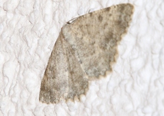 Charissa glaucinaria