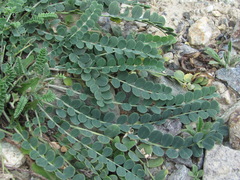 Astragalus buschiorum