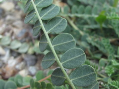 Astragalus buschiorum
