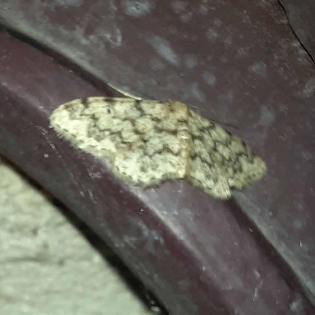 Idaea barbuti