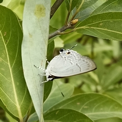 Sinthusa chandrana