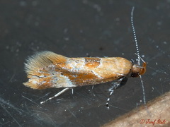 Epicallima formosella