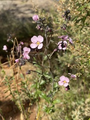 Diplopeltis huegelii