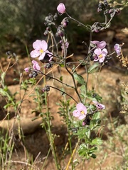 Diplopeltis huegelii
