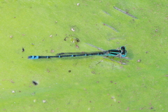 Austroagrion exclamationis