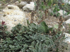 Veronica vendettadeae