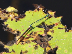 Austroagrion exclamationis