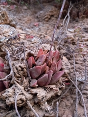 Haworthia turgida