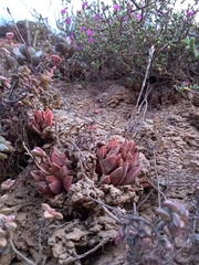 Haworthia turgida