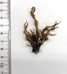 Grateloupia californica