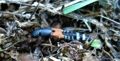 Platydracus latebricola