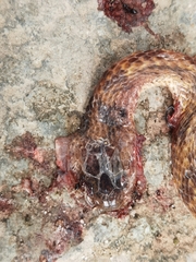 Pareas formosensis