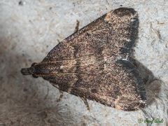 Hypsopygia phoezalis