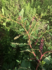 Phytolacca americana rigida
