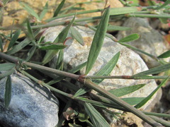 Polygonum patulum