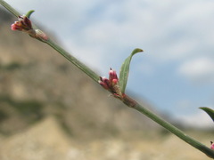 Polygonum patulum