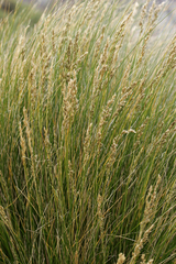 Poa litorosa