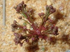 Drosera humilis