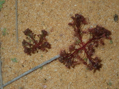 Drosera humilis