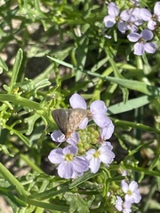 Evergestis aenealis