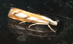 Catoptria permutatellus