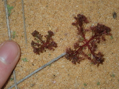 Drosera humilis