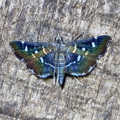 Diathrausta
