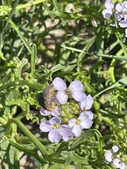 Evergestis aenealis