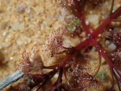 Drosera humilis