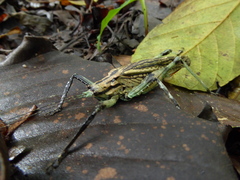 Ancistrocercus excelsior